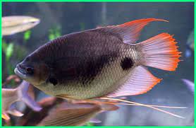 Tertarik menjadi pembudidaya gurame biasa? Panduan Lengkap Cara Memelihara Ikan Gurame Di Akuarium Dunia Fauna Hewan Binatang Tumbuhan Dunia Fauna Hewan Binatang Tumbuhan