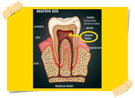 Semasa menunggu untuk berjumpa doktor gigi berlubang mendedahkan dentin sensitif dan saraf pulpa gigi. Kenapa Sakit Gigi Ketika Mengunyah Selepas Buat Tampal Gigi Tooth Filling Bagaimanakah Menyelesaikannya Blog Sofinahlamudin Com