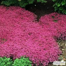 Red Mother Of Thyme Outdoor Gardens Ground Cover Plants Plants
