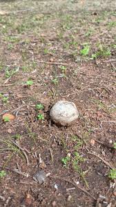 Image result for Scleroderma cepa