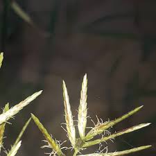 Image result for Cyperus deciduus