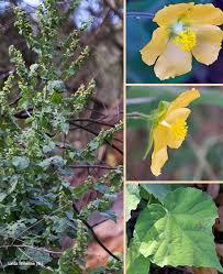 Image result for Abutilon angulatum
