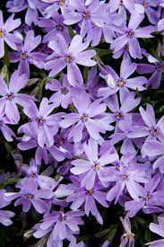 Pin On Flowers