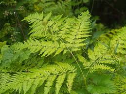 Image result for Pteridium aquilinum