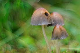 Uns war es schon immer ein anliegen, pilze als ergänzendes element im garten zu etablieren und so eine fast ganzjährige eigenversorgung an schmackhaften pilzen zu gewährleisten. Pilze Im Garten Abgeraumt Makrotreff