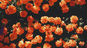 Check spelling or type a new query. Orange Aesthetic Desktop Wallpaper 2021 Cute Wallpapers