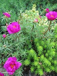 Sedums And Portulaca Good For Hot Dry Poor Soil Conditions Have Just The Spot For This Combo Thoug Colorful Flower Beds Garden Inspiration Garden Projects
