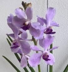 Image result for Vanda coerulea