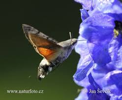 hummingbird hawk moth insectes