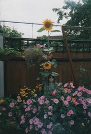 This hardware cloth sifter protects young seedlings from birds. Growing Sunflowers From Seed Primrose Blog