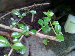 In china, fukien tea bonsai trees are very popular for penjing and in western countries, it's often an indoor bonsai tree. Fukien Tea Tree