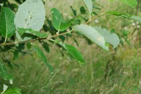 Image result for Goat Willow