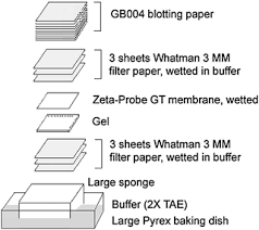 382 nylon feet stock video clips in 4k and hd for creative projects. Northern Analysis Of Gene Expression Springerlink