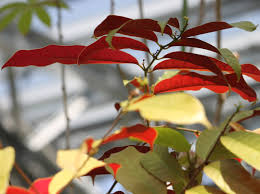 Image result for Excoecaria