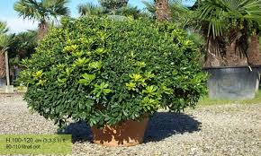 Image result for Pittosporum tobira