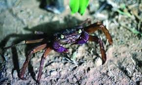 Image result for Craibia zimmermannii