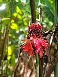 Image result for Etlingera