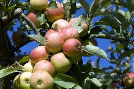 Wann ein apfel reif ist. Apfelsorte Elstar Geschmack Standort Ernte Plantura