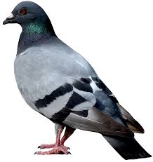 Dove Png Image Purepng Free Transparent Cc0 Png Image Library Vector white dove with branch. free transparent cc0 png image library