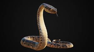 3d Model Realistic Snake Turbosquid Snake 3d Model Model