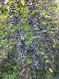 Image result for Ligustrum sinense