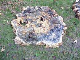 Buckeye Burl Lumber Burl Wood Burly Buckeye Lumber At Ohio Woodlands Salvaged Burl For Sale At The Best Quality Jared Coldwel Burled Wood Buckeye Burl Burl