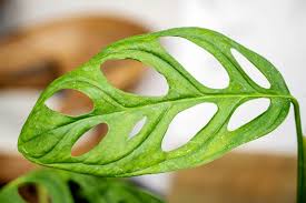 Image result for Monstera