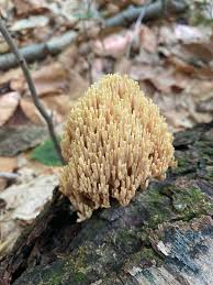 Image result for Ramaria stricta