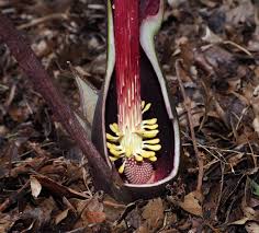 Image result for Sauromatum venosum