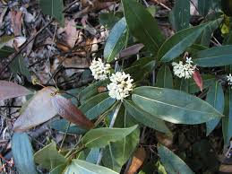Image result for Marsdenia macrantha