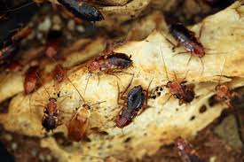 Desinsectisation Comas Desinfection Sa