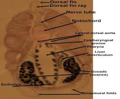 Notochord (ft iammynewt) — lucidstatic. ØªØµÙ†ÙŠÙ Ø§Ù„Ø­Ø¨Ù„ÙŠØ§Øª Classification Of Chordates Ø§Ù„Ø­Ø¨Ù„ÙŠØ§Øªchordata Phylum Ø§Ù„Ù‚Ø­ÙÙŠØ§Øªcraniata Ø§Ù„ÙÙ‚Ø±ÙŠØ§Øª Subphylum Vertebrata Ø±Ø¨Ø§Ø¹ÙŠØ© Ø§Ø§Ù„Ù‚Ø¯Ø§Ù… Superclass Tet Pdf ØªØ­Ù…ÙŠÙ„ Ù…Ø¬Ø§Ù†ÙŠ