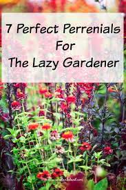 Low maintenance perennial flowers for pots. 7 Perfect Perennials For The Lazy Gardener Low Maintenance Plants Outdoor Plants Low Maintenance Landscaping