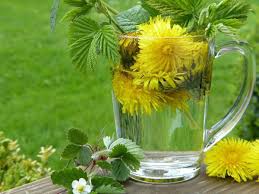Dried dandelion root somewhat resembles pellitory and liquorice roots, but pellitory differs in having oil glands and also a large radiate wood, and liquorice has also a large radiate wood and a sweet taste. Best Way To Make Dandelion Root Tea Home Remedies