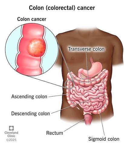 Small intestine anatomy