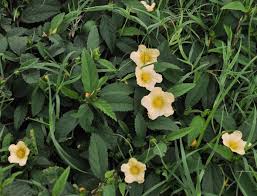 Image result for Sida chrysantha