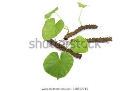 Image result for Tinospora fragosa