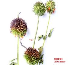 Image result for Leonotis decadonta