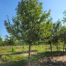 Image result for Quercus acutissima