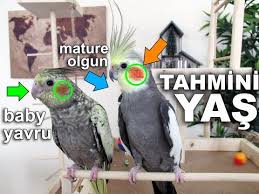 Sultan Papagani Egitimi 1 Bolum Youtube