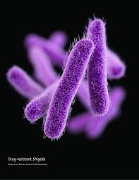 Image result for Shigella