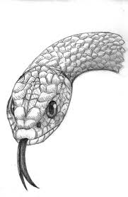 Realistic Snake Drawing Google Search Snake Drawing Snake Art Snake Painting