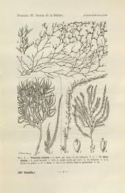 Image result for Tristicha trifaria