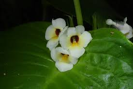 Image result for Crepidorhopalon droseroides