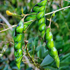 Image result for Cajanus cajan