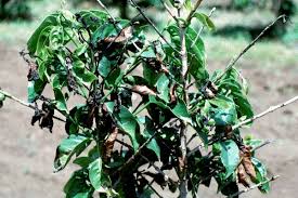 Image result for Pseudomonas syringae