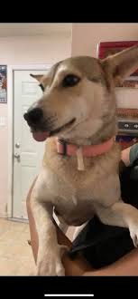 Missing, Lost, Found, and Helping Dogs San AntonioTx