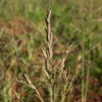 Image result for Eragrostis patentipilosa