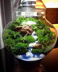 Up to 20 cm _____ conception ⚒️ check out our shop to see all the terrarium kits already made or create Can A Bonsai Tree Live In A Terrarium