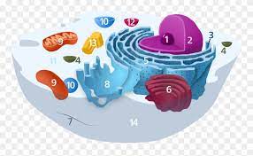 Check spelling or type a new query. Animal Cell Diagram Without Labels Cell Biology Png Clipart 205984 Pinclipart